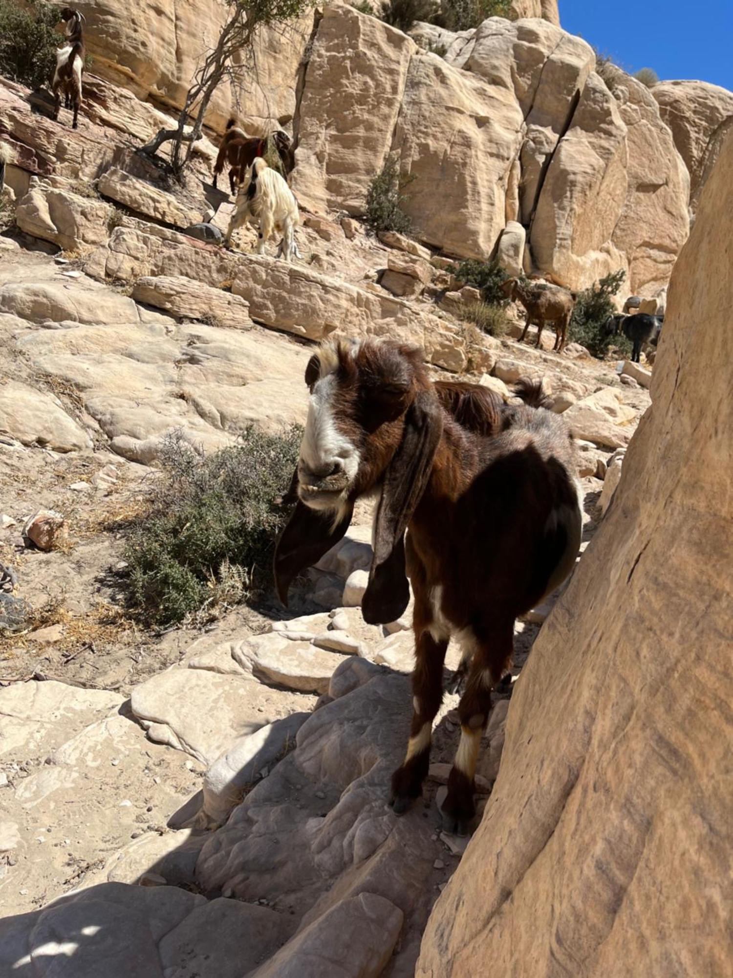 Al-Nawatef Eco Camp- Dana Nature Reserve Dış mekan fotoğraf